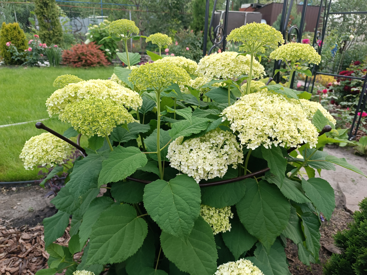 Анабель, 01.07.24