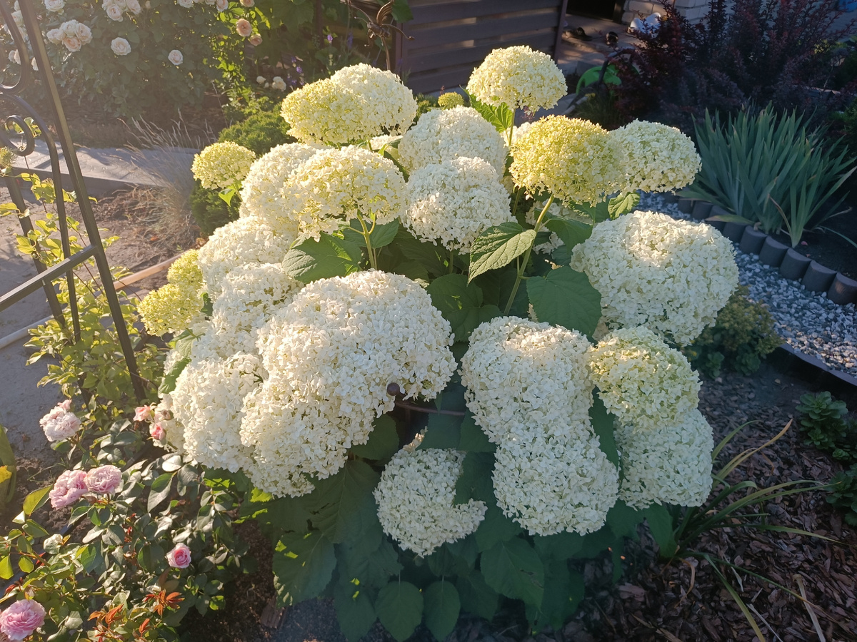 Анабель, 07.07.24