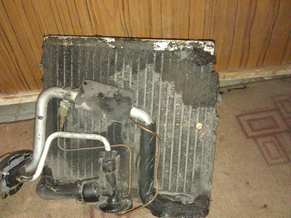 Возраст будем считать по кольцам плесени