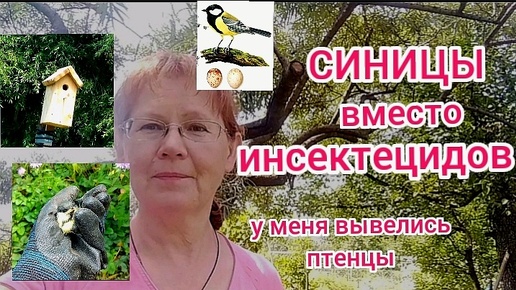 Новое поколение синиц на моем участке.