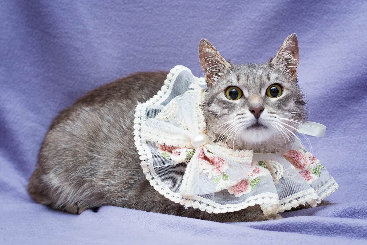 Я очень хочу найти дом, так, что даже позирую в этом воротнике для вас