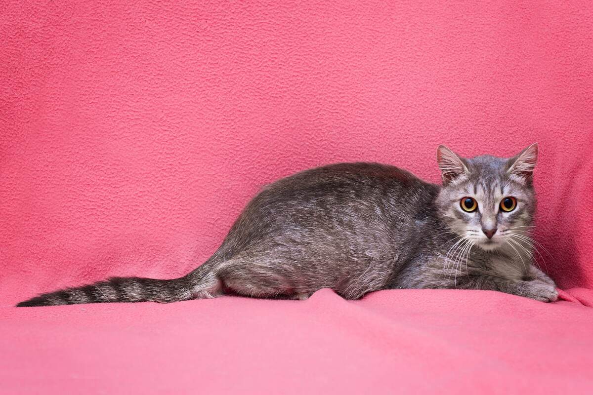 И на розовом фоне эть!