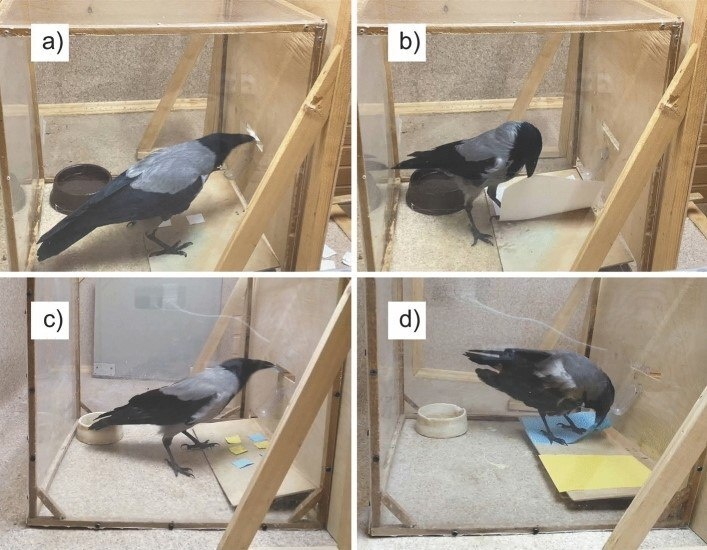     Фото: Anna A. Smirnova et al./Animal Cognition, 2024