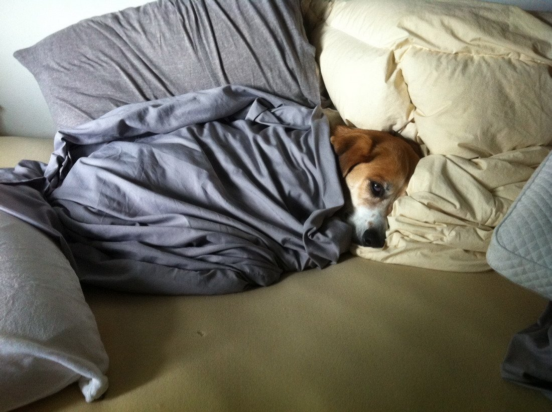 Фото из свободного доступа