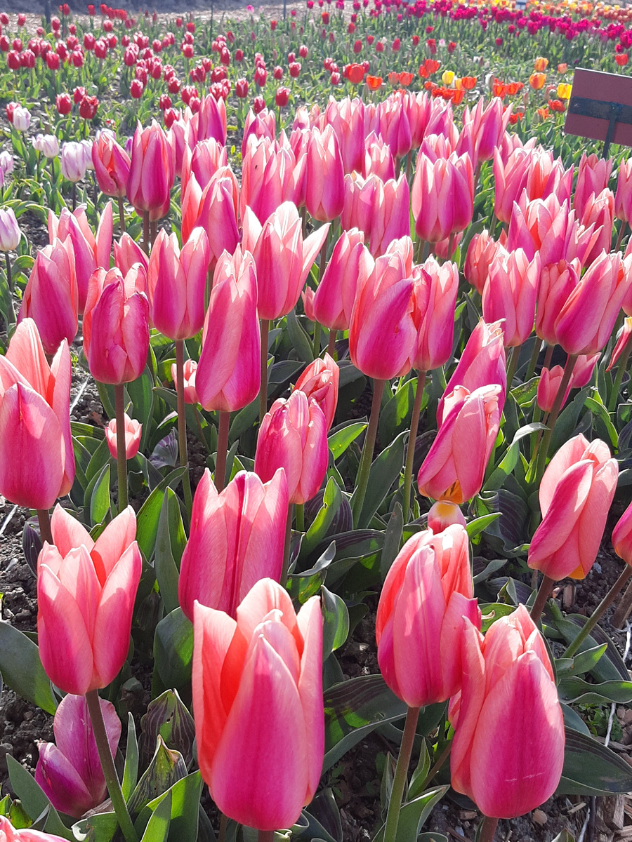 любимые тюльпаны