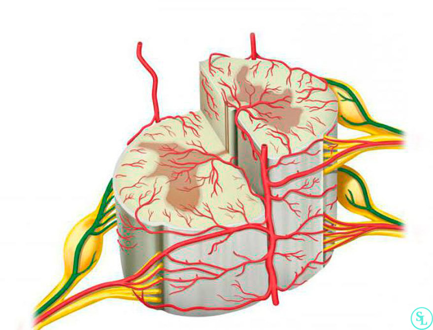 Источник: Яндекс. Картинки. Кровеносные сосуды позвонков.