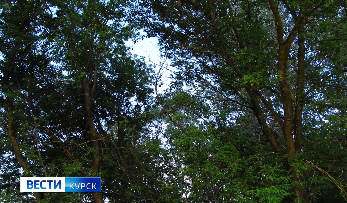    МЧС объявило штормовое предупреждение в Курской области