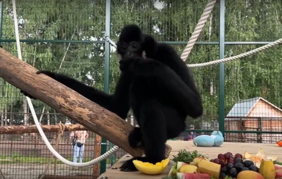    В барнаульском зоопарке поселился гиббон Билли. Источник: кадр видео Александра Чеботарева