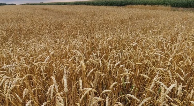    Оренбургская область приступила к жатве 2024