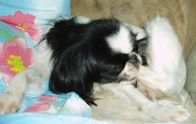 Снотворная лапка Аси в действии