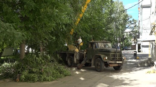 В чьих руках судьба деревьев?