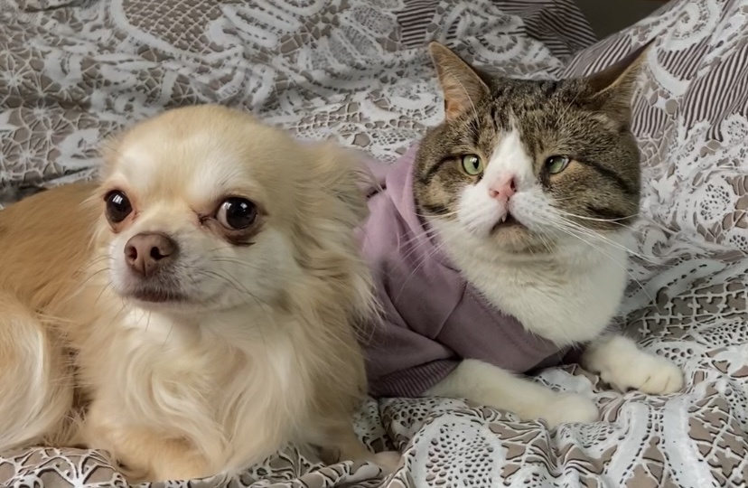 Про взаимоотношения чихуахуа с котом