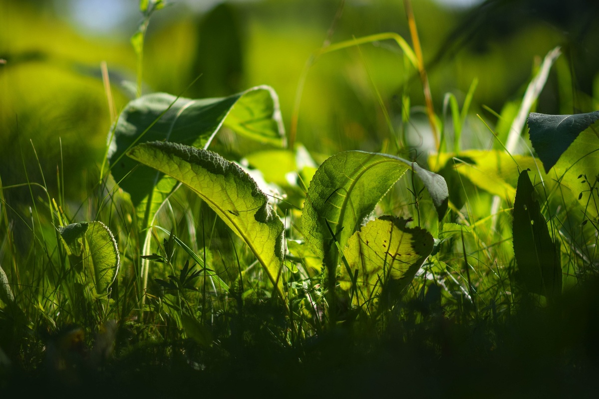 Фото: Dmitry_Bukhantsov/Pixabay.com