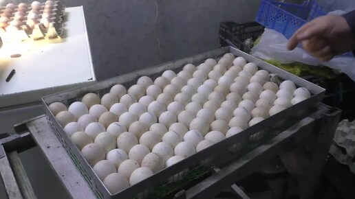 2 неделя инкубации индюшиных яиц