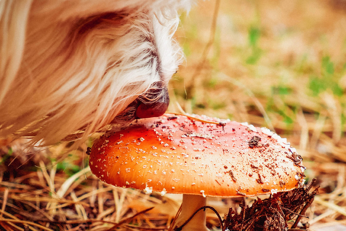 источник фото: https://michailvishnevsky.com/wp-content/uploads/2020/03/otravleniya_gribami_u_domashnih_zhivotnyh_mihail_vishnevskij.jpg