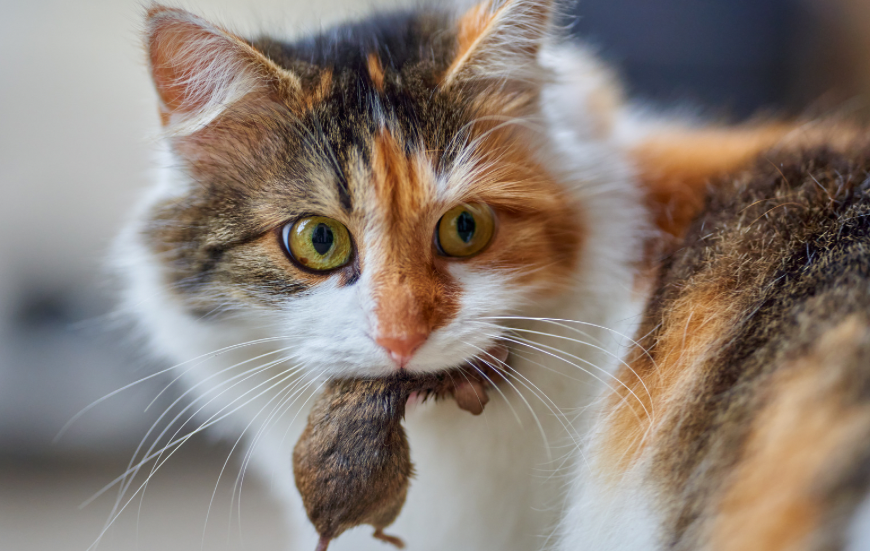 Кошки ежегодно убивают до 390 млн других животных, рептилий и птиц