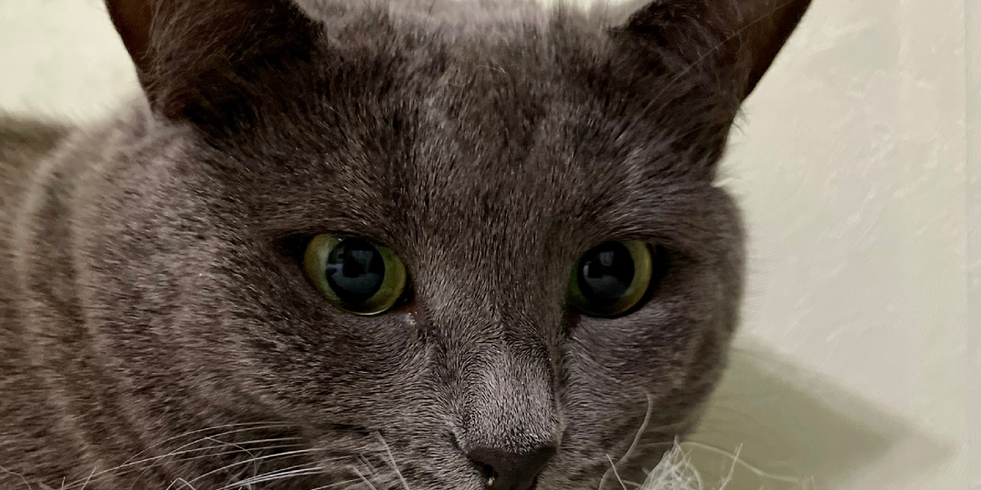 Не проверили, чем играла кошка и поплатились