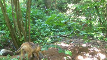Страшная лиса с хвостом тушканчика, красивая белка и пугливый барсук отметились на фотоловушке в летнем лесу