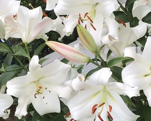 Как Царство Небесное - чистые и белые.