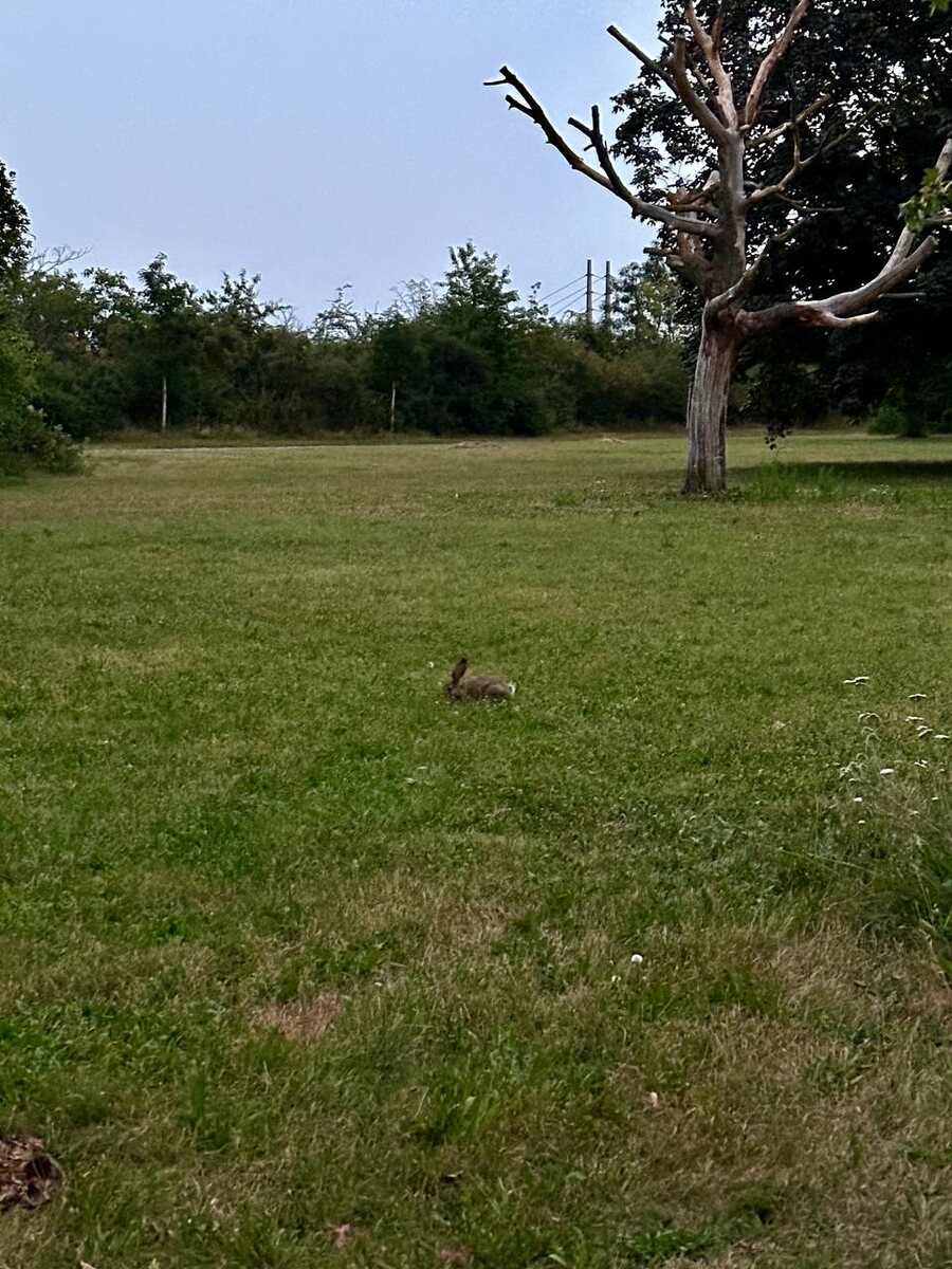 Дикий заяц на "Острове на Дунае". Вена, июль 2024 года.