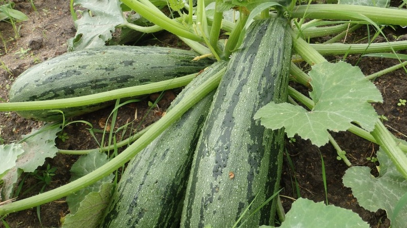 Кабачки на моей грядке начинают рано плодоносить. И в этом никакой роли не играет сорт.