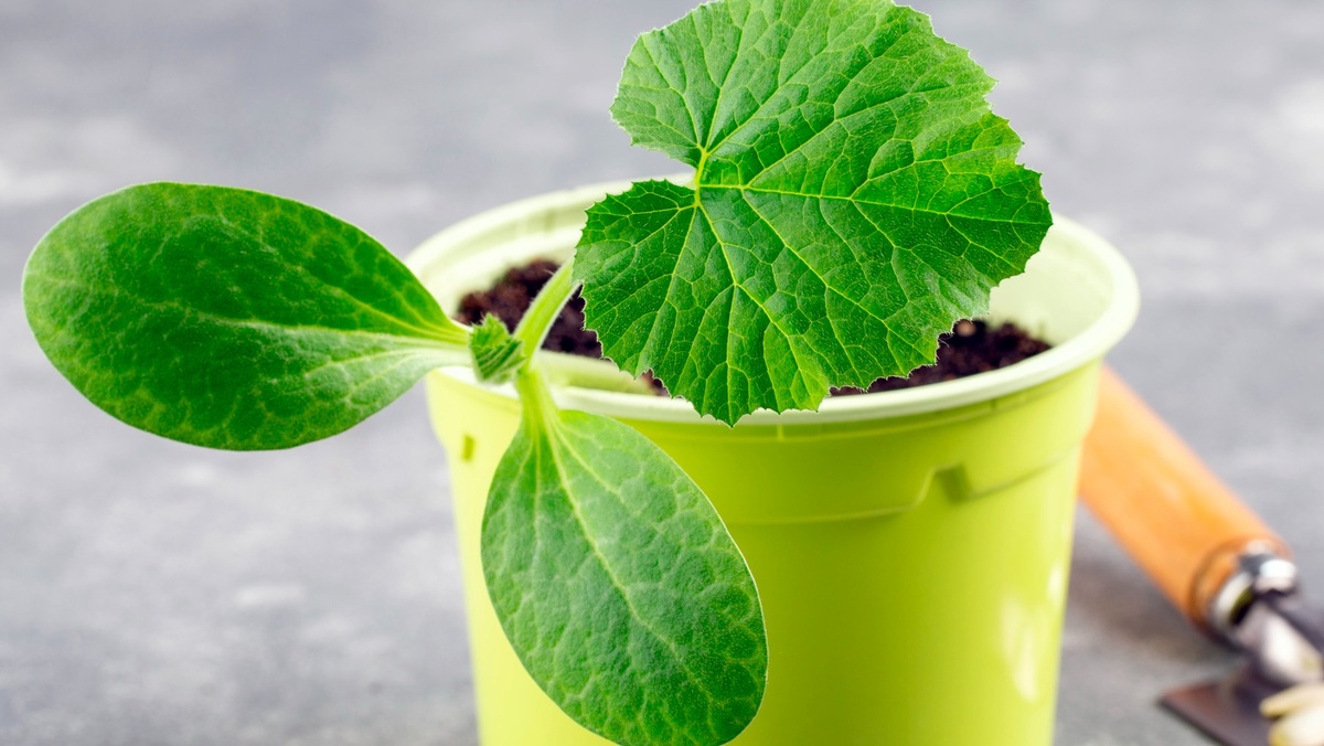 Оптимальный объем стакана для рассады кабачков – 500 мл. В конце мая высаживаю растения на постоянное место. 