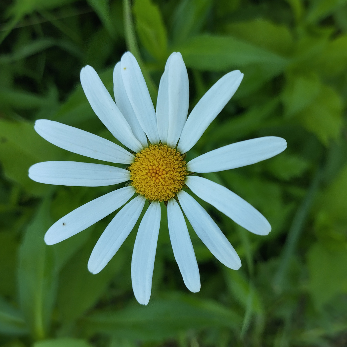 Принято 8 июля ромашки дарить