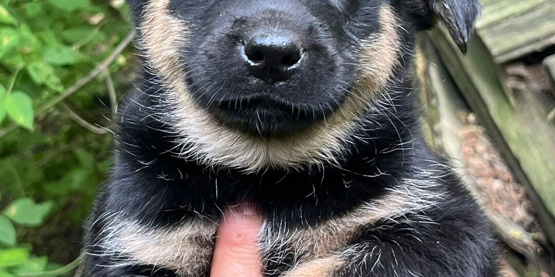 14 маленьких щенят выживают одни в лесополосе под Москвой