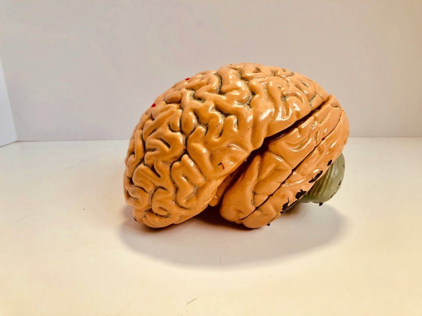 Исследователи впервые смогли увидеть, что происходит с мозгом человека, когда у него возникает чувство любопытства.