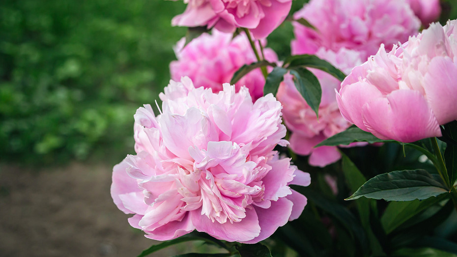     Источник здесь и далее: freepik.com/pvproductions