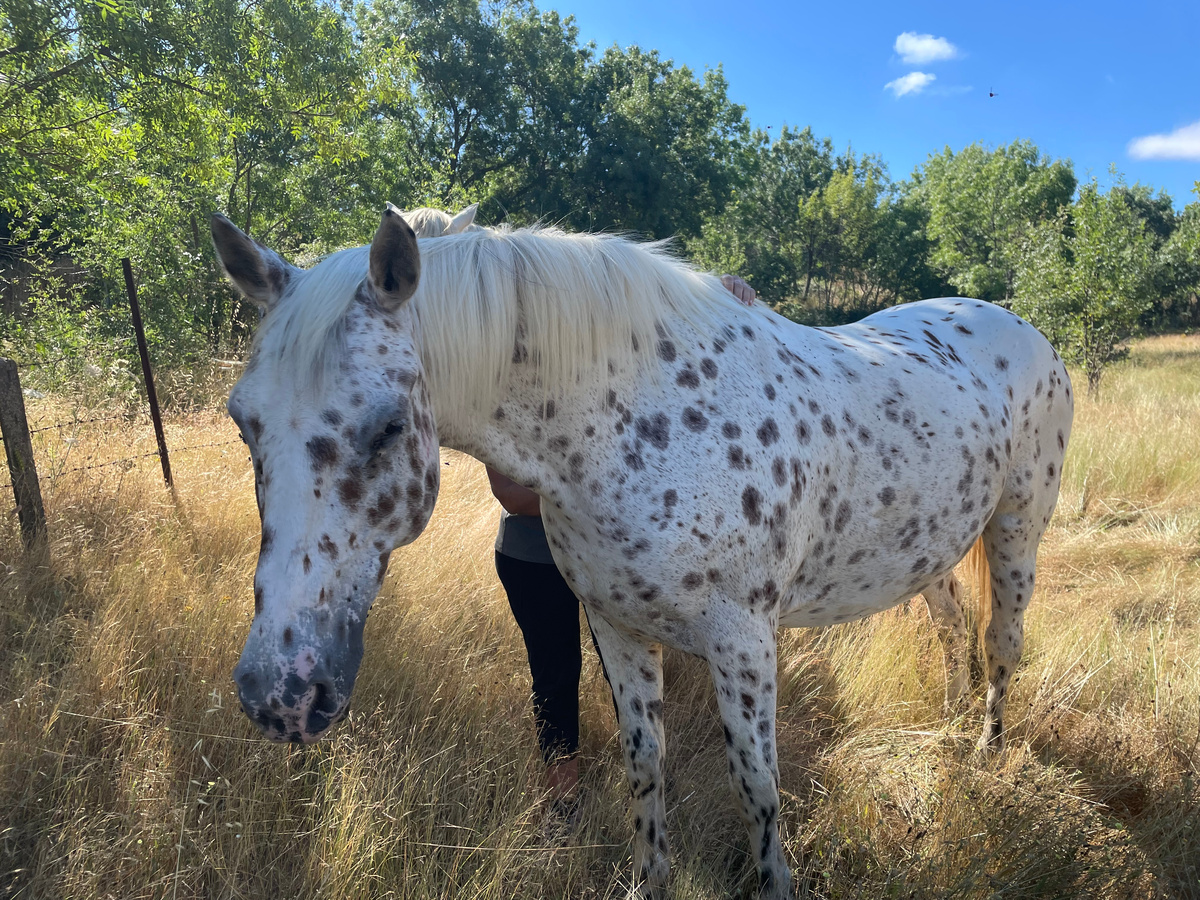 Буквально вчера нам привезли вот такую кобылу