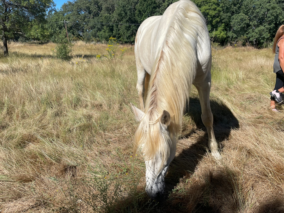 И вот такого лузитано