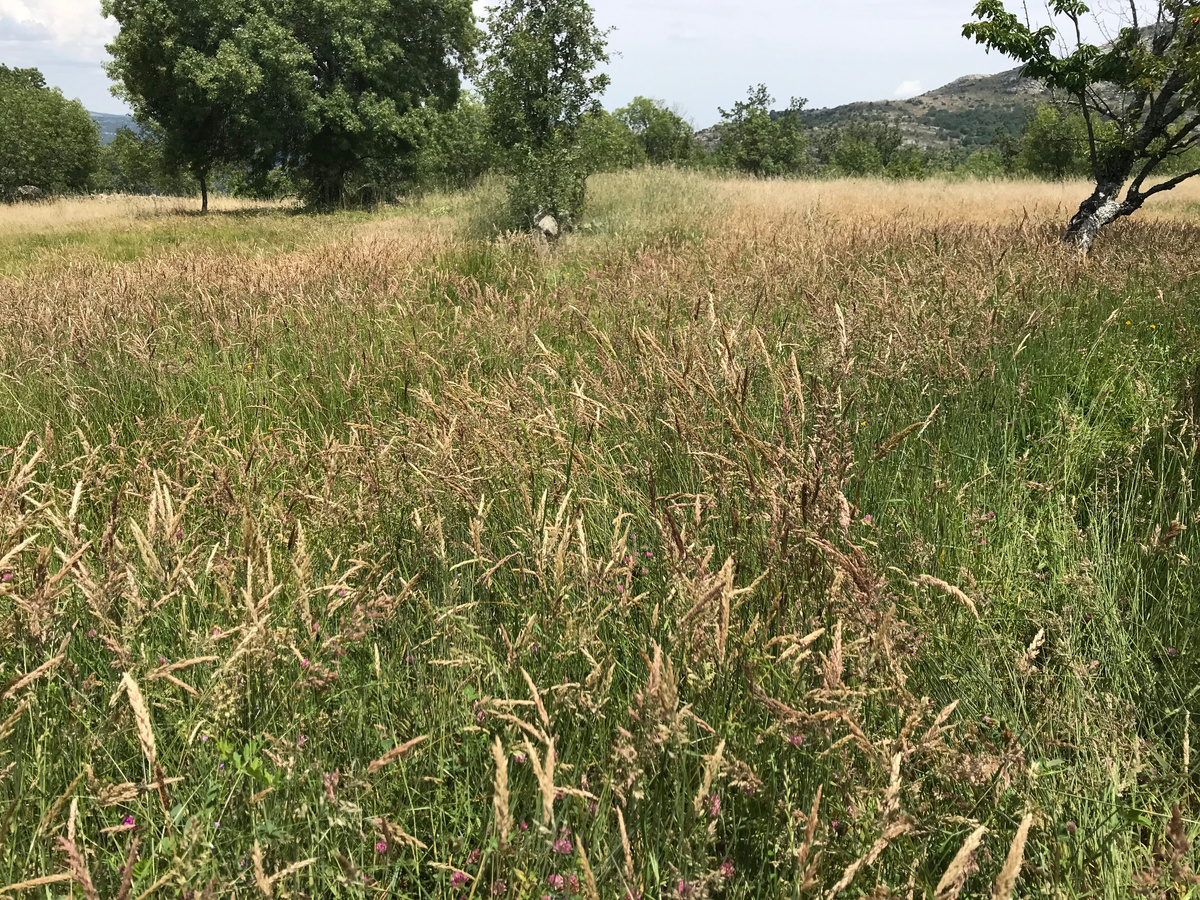 Одно из наших пастбищ