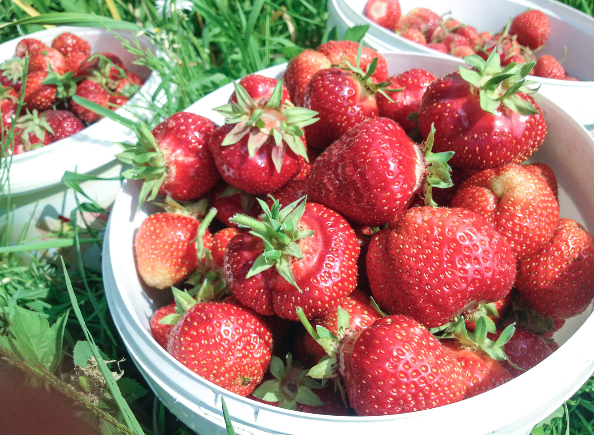 Дачная клубника тоже моется, потому что. созревая, ягоды лежат практически на грядке