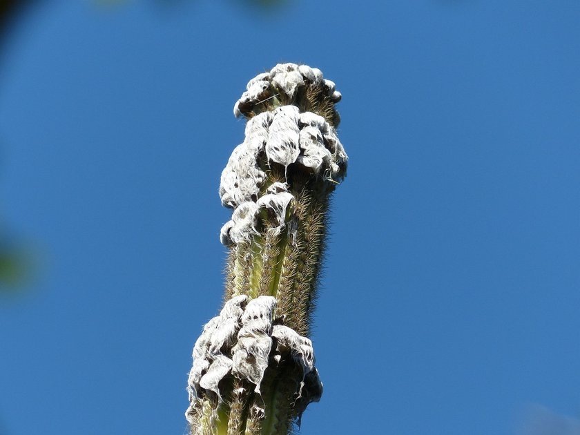 Редкий вид кактусов Pilosocereus millspaughii полностью вымер в США из-за подъема уровня моря. Как отметили ученые, это уникальное событие в истории Земли.