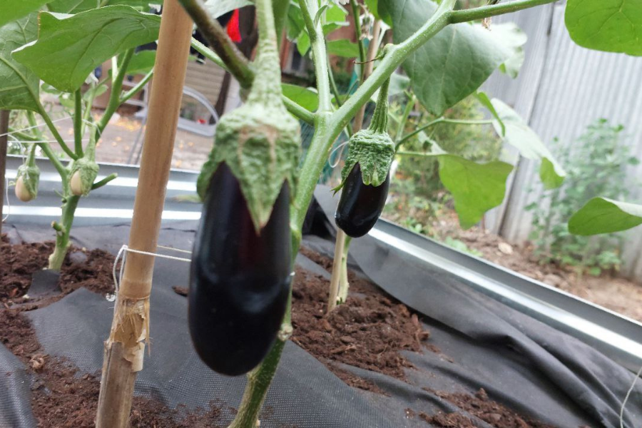 Баклажаны. Урожай баклажан. Рецепты с баклажанами. Вкусные баклажаны. Домашние рецепты.