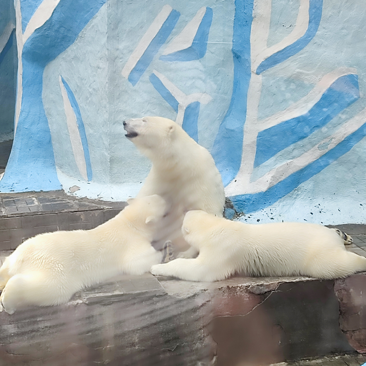 Взрослые медвежата сосут мамашу, а медведица такая мама-мама, терпит.
