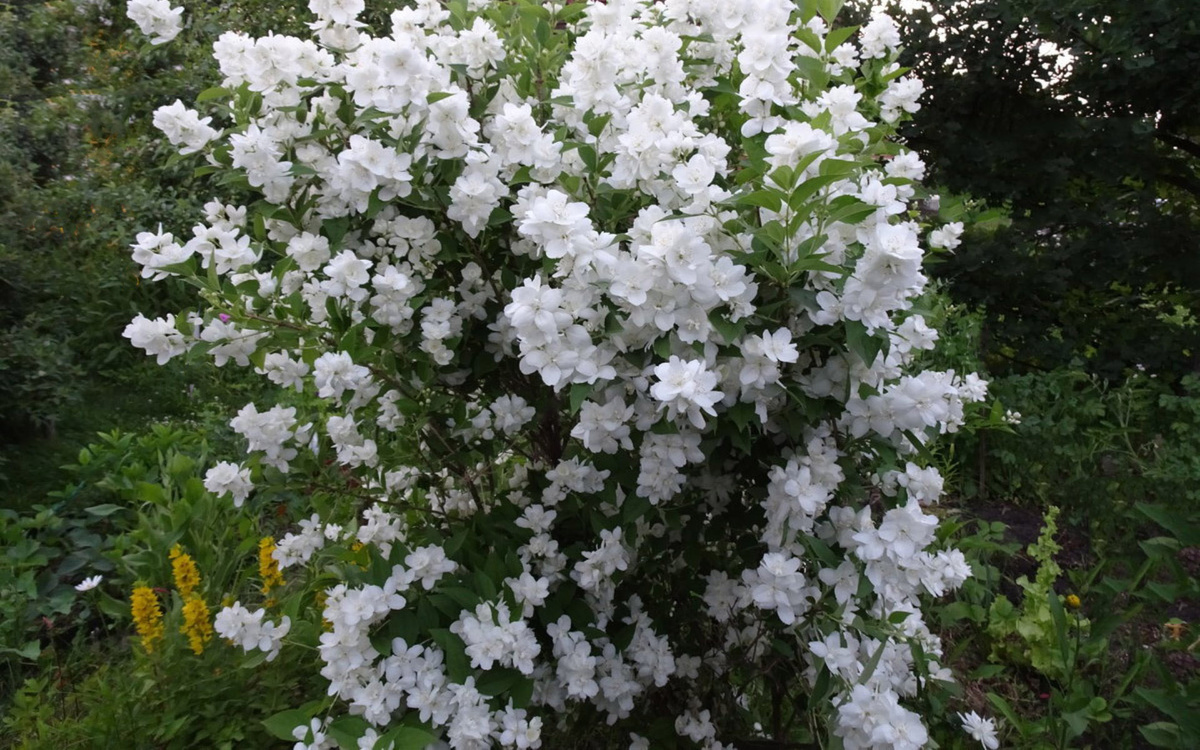 Чубушник или иначе жасмин