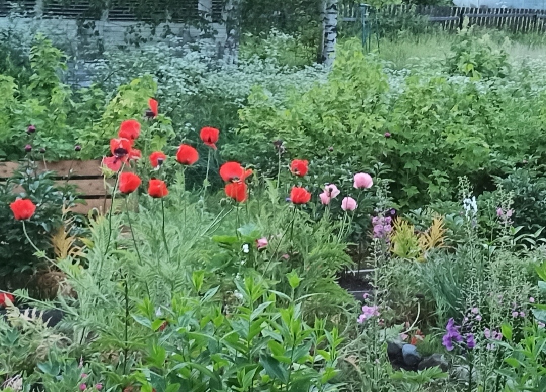 Лето. Дача в этом году грустит без меня. 