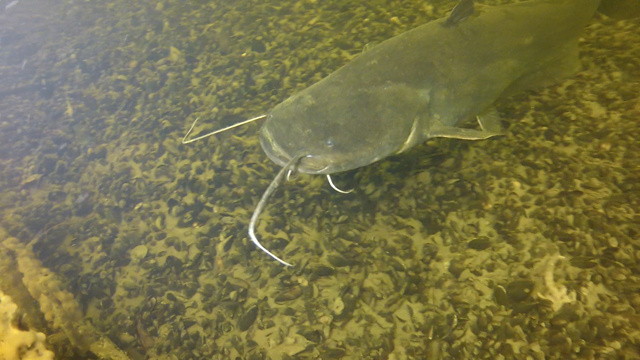    За работой дайверов наблюдали сомы-гиганты