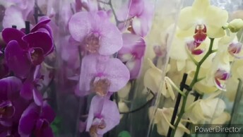 Орхидеи в Леруа ТЦ Амбар Самара 8 июля 2024г.