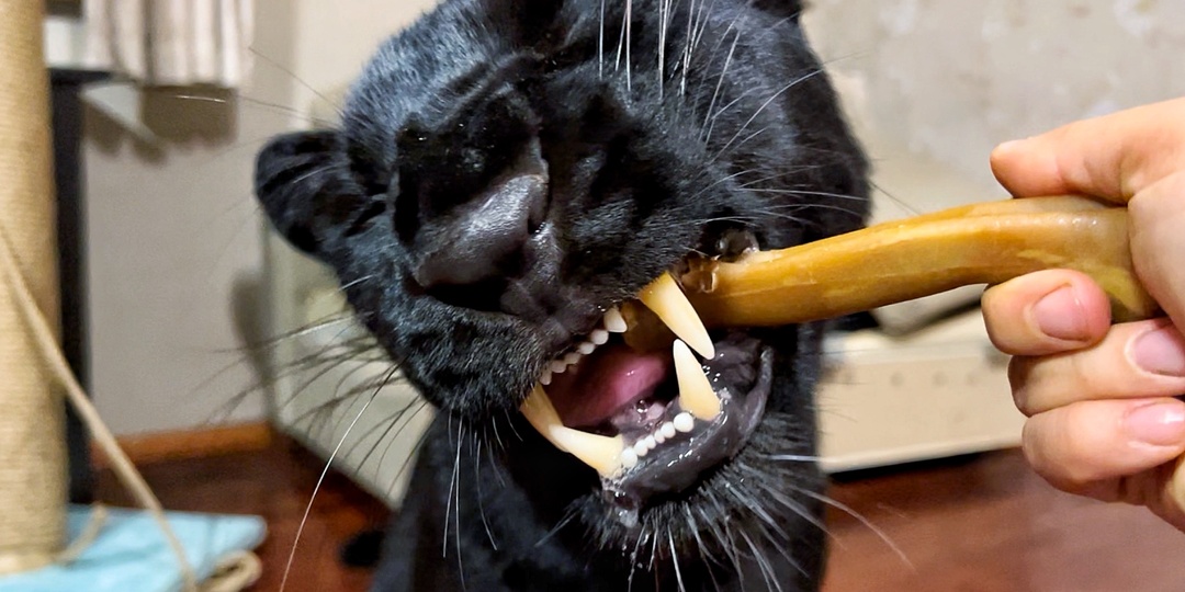 Что ест Луна?