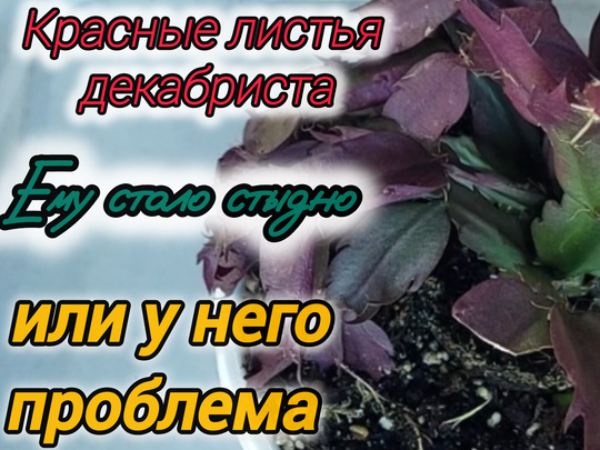 «Почему кончики листьев декабриста вялые?» — Яндекс Кью