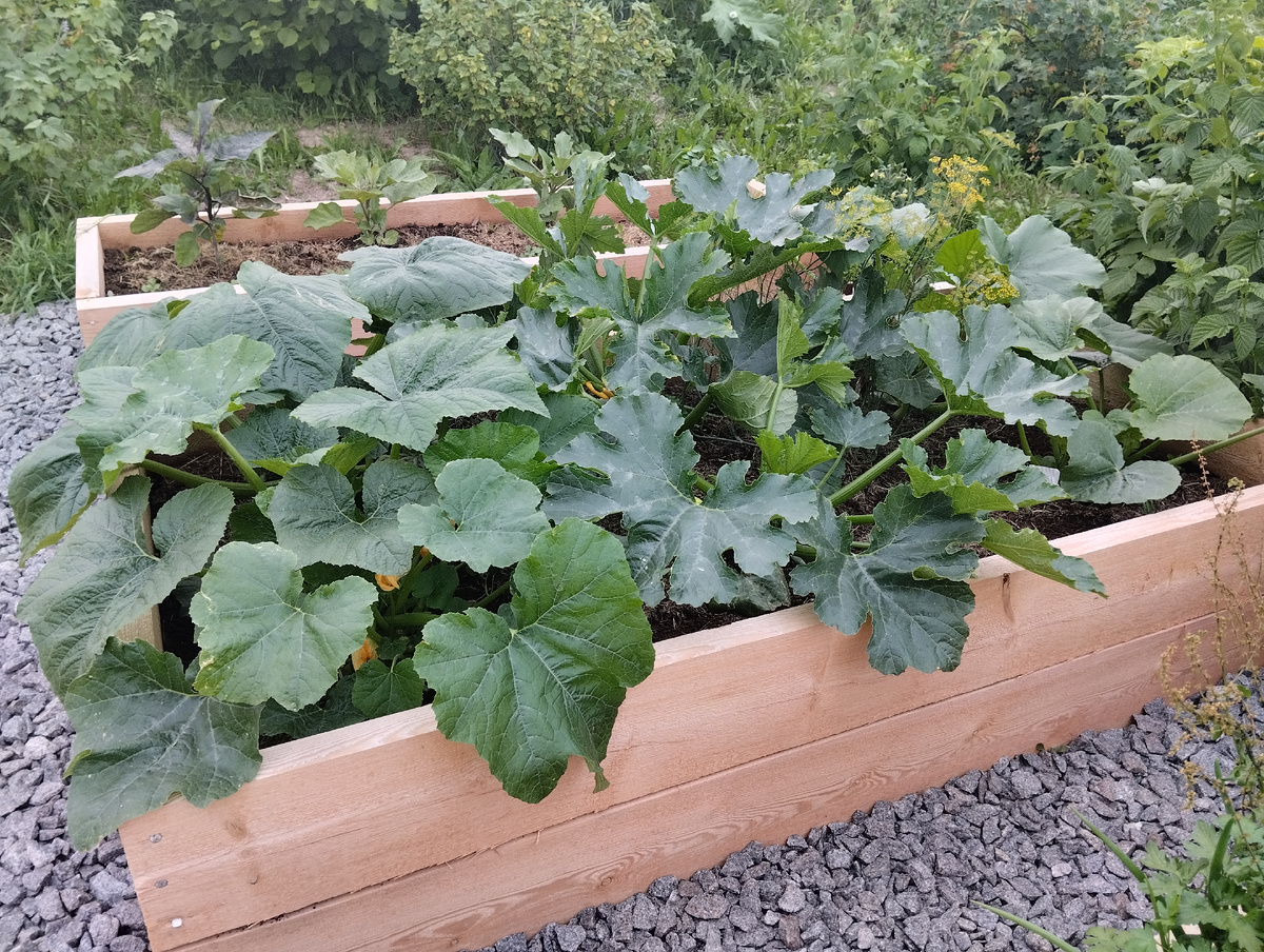 Грядка с кабачками, 7 июля 2024 г.