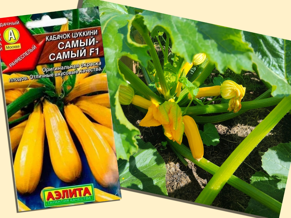 Семена цуккини "Самый-самый F1" от агрофирмы "Аэлита"
