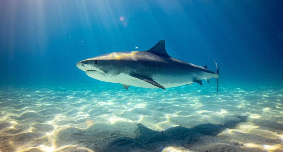    Gerald Schömbs / Unsplash