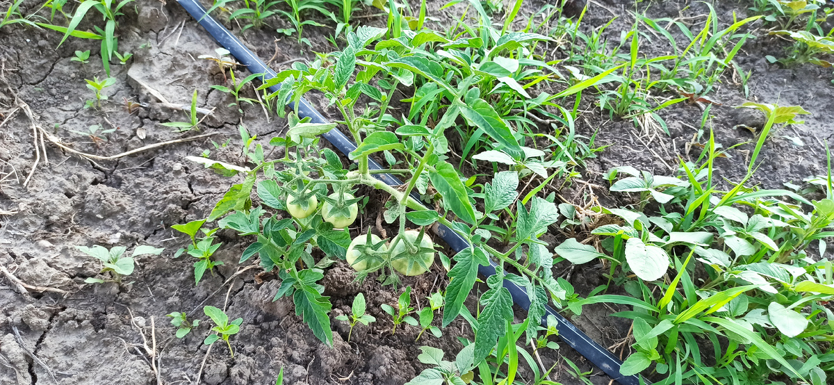  У нас уже созревают первые помидоры, до этого времени мы уже успели убрать лишние листы на кустах, сделать 3 обработки азотно-фосфорными подкормками с добавлением микроэлементов.