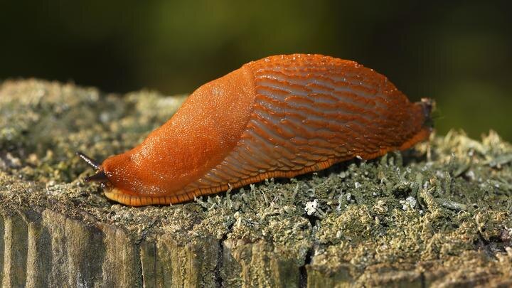    Фото: Justus de Cuveland/Globallookpress.