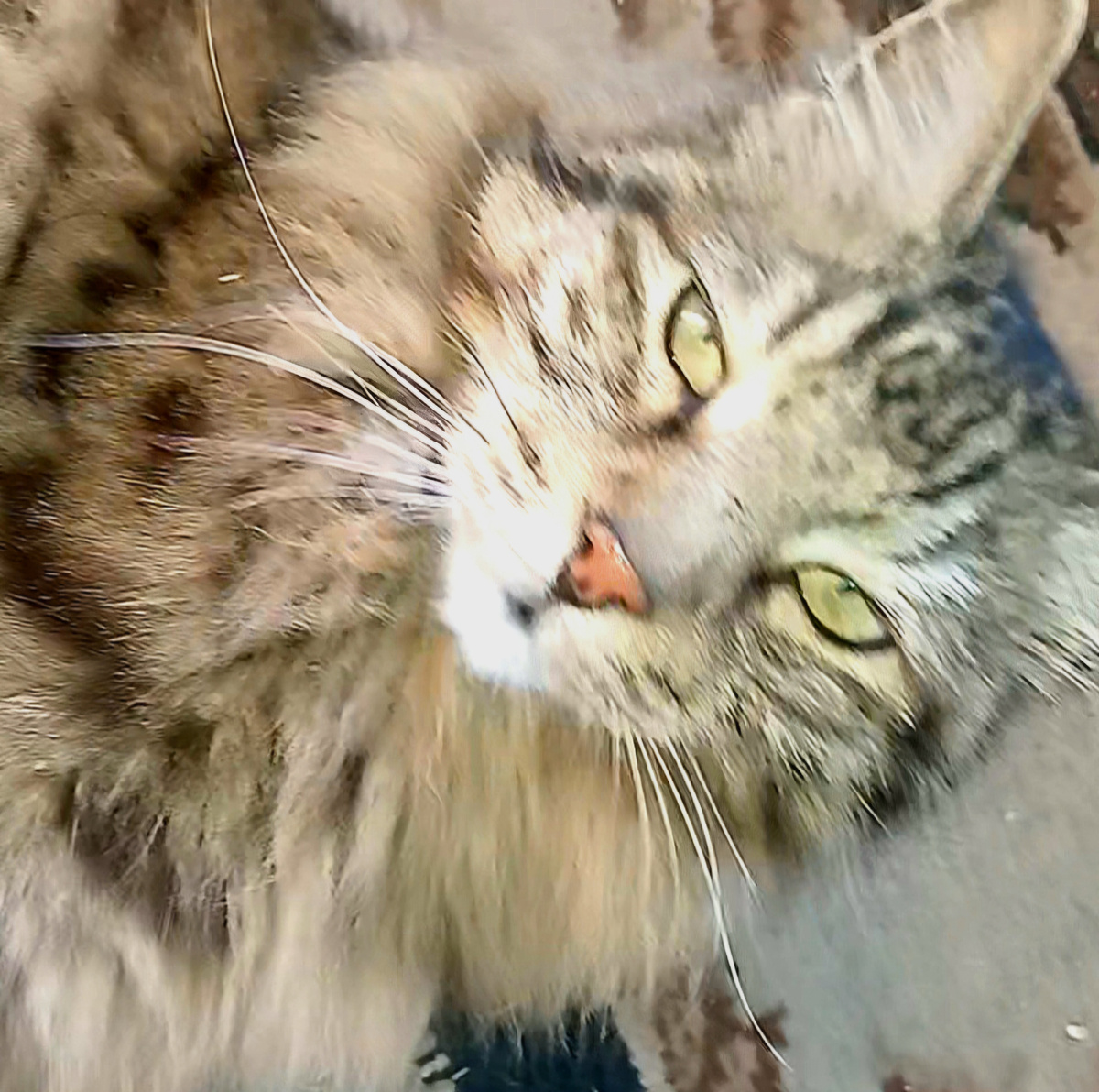 Урман - ласков, как ребенок. Авторское фото