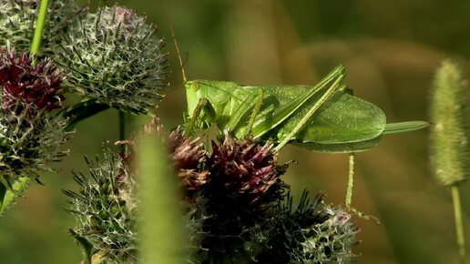 Кузнечик - Тетигония (Tettigonia) и незадачливый дрозд-рябинник